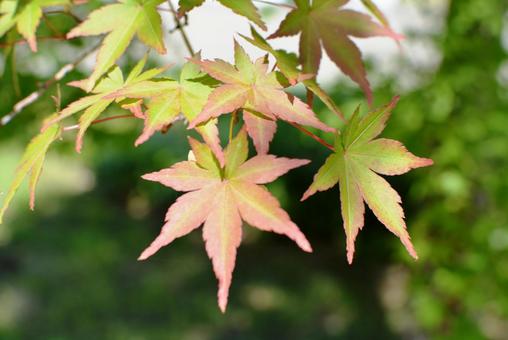 感情には色がある（４）